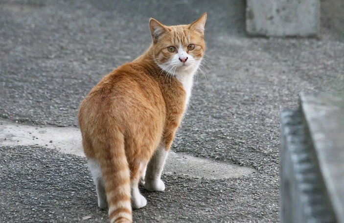 拯救流浪猫，投喂还是TNR？