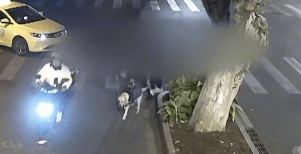 导盲犬带主人吃火锅迷路 网友:是导盲犬不是导航犬