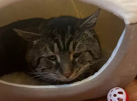 “沮丧”虎斑猫走红后被收养 现在已经萌翻了