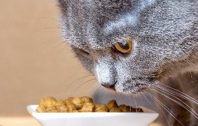 猫咪鬼鬼祟祟跳上桌子，却被一掌拍下去，猫：给我吃一块肿么啦！