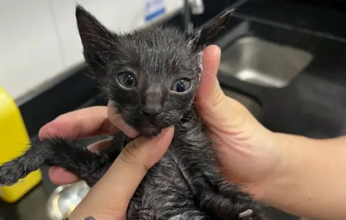 可伶的小奶猫被粘鼠板粘住，主人把它遗弃