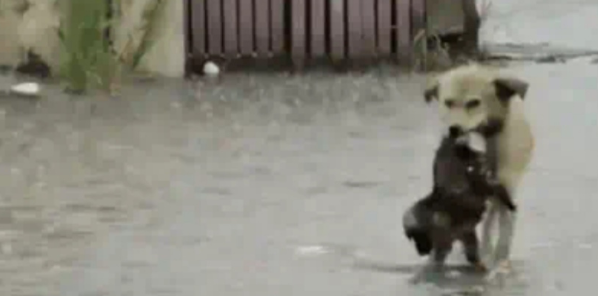 暴雨中狗妈妈叼着小狗蹒跚前行播放量超千万 网友：像极了我的妈妈