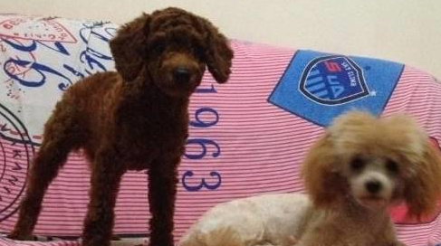 记录下来了两只泰迪犬的成长过程，它们陪伴着小主人，不让其孤单