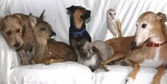 母爱爆棚的格雷伊猎犬