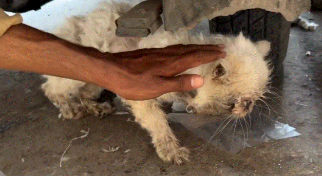 流浪猫被人丢弃3个月后的模样，让人超级心痛，眼泪在眼眶中打转