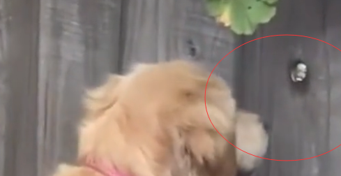 湖南一条金毛狗天天蹲守小洞偷窥，主人好奇凑近一看瞬间哭笑不得