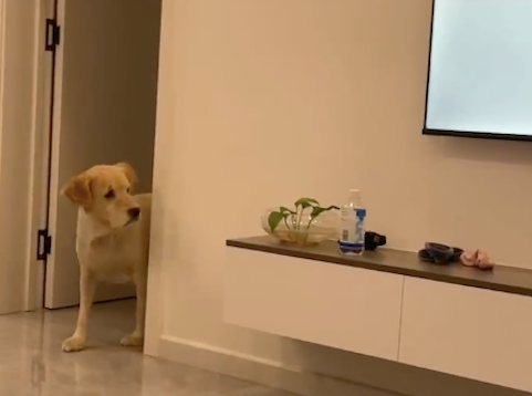 狗狗看到电视上的熊消失后，跑到房间里找：我看它往这边走的啊！