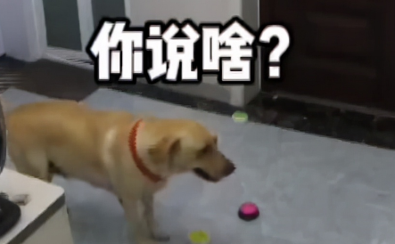 湖南狗狗想出门玩耍，被主人拒绝后，下一秒狗狗的操作看懵网友！