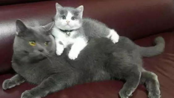 小奶猫刚到家，就趴在蓝猫背上不愿下来，蓝猫的表情亮了