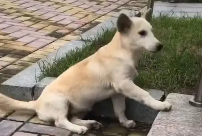 宠物犬被丢弃后，它自己能明白吗？会不会跟其它流浪狗诉苦