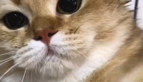 发现自己被主人偷拍后，猫咪的反应相当暴躁，主人：脑壳痛！