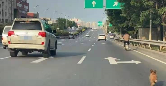狗狗误入快速路车流中奔跑 暖心司机开双闪挡车流