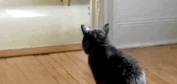 猫咪拉完屎之后！网友看完表示：是我家猫咪没错了