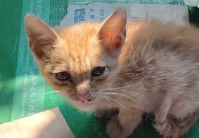 工地里捡了只猫，小伙子看到后心惊胆战：一个月工资都养不活它