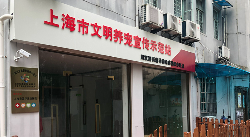 猫妈妈和三只小猫台风天获救，这里成为临时“避风港”