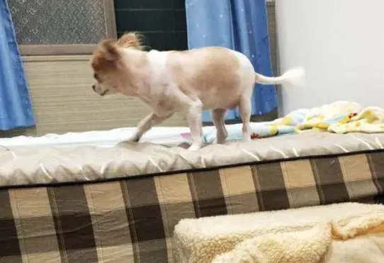 换灯泡不小心踩坏宠物专用梯，狗子崩溃：吉度难过！