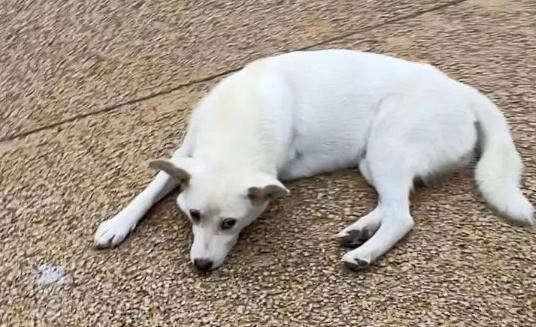 拯救