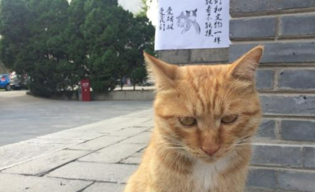 孩子逗猫被抓伤家长投诉，西安碑林博物馆将驱逐所有流浪猫