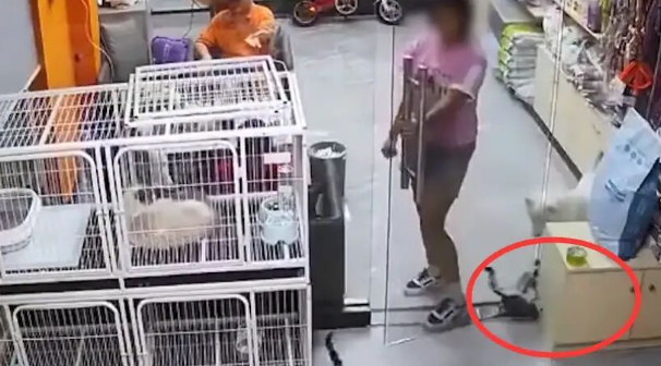 东莞：小女孩在宠物店用玻璃门夹死小猫，店主：约家长见面解决