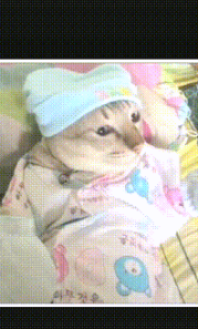 猫咪怀孕，主人把猫咪全身都裹起来，主人：第一次当外婆，紧张