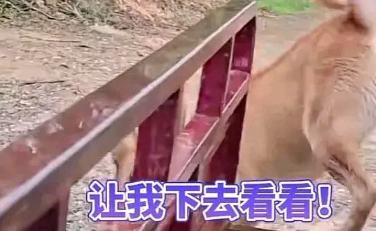 imag广东惠州路面积水男子不敢开车过去，小狗勇敢探路，叫主人快过来