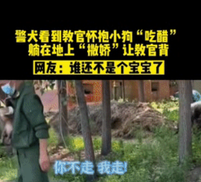表面上威风凛凛，背地里撒娇卖萌？下班后的警犬原来是…