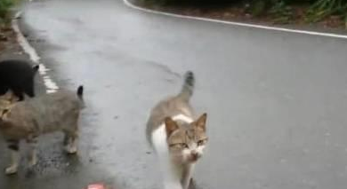 网友路边喂两只流浪猫，叫唤一声后立马后悔了，网友：摊上大事了