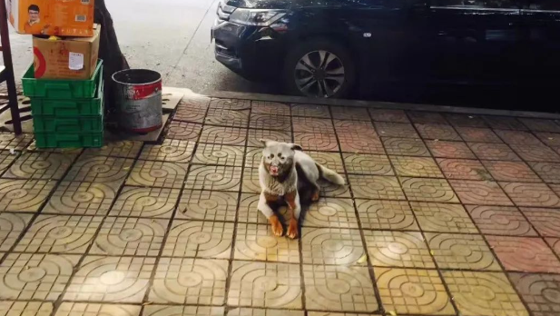 好看的狗子千篇一律，但长得丑的狗子……