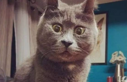 惊讶猫走红网络 背后故事令人伤感