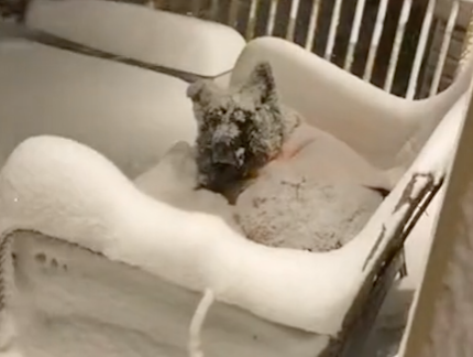 网友粗心将狗关在门外，开门看到它身上厚厚一层雪，狗：谢谢你