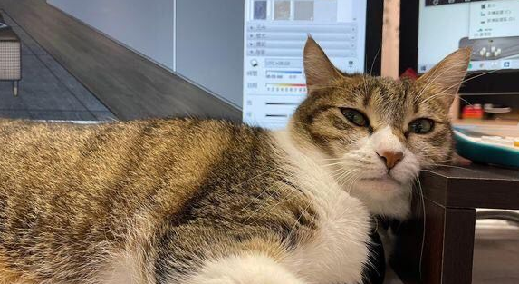 只要一入冬，这虎斑猫就会躺遍全公司女同事的大腿！