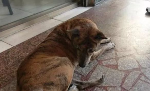 忠心虎斑犬被遗弃四年，从未离开过原地，被领养也不忘旧主人
