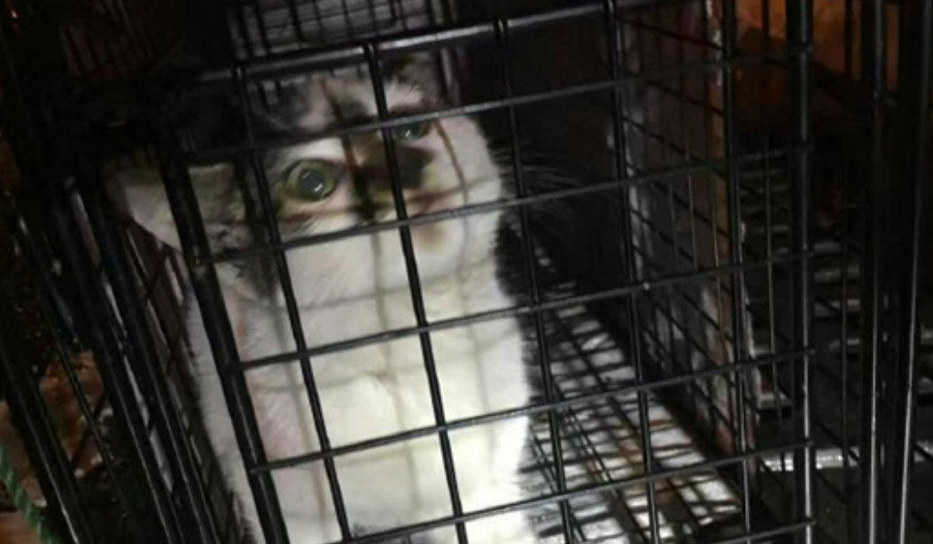 小猫被困上海高架桥墩十余天，志愿者、消防协力救下