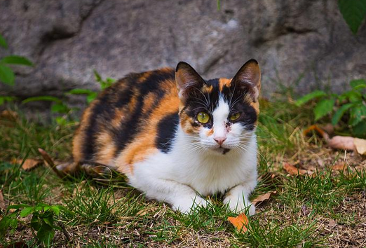 男孩与流浪猫玩耍被抓伤，感染“猫抓病”多处淋巴结肿如鸡蛋