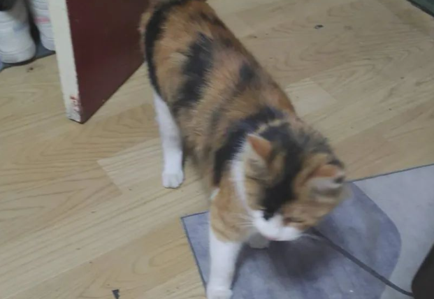 网友投喂流浪三花猫后，获猫咪每日接送上下班，这是遇上了传说中的猫猫侠？