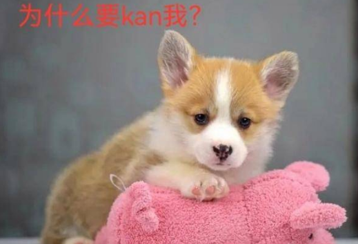 山东男子虐杀柯基犬，事后还威胁妻子，他家人的态度更是冷漠如冰 