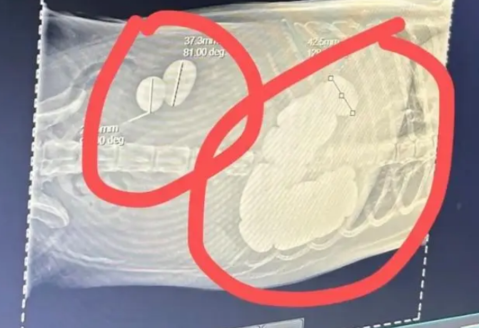金毛误吞20多颗石头，一碰肚子还沙沙作响。网友说：别动狗子的舍利子...