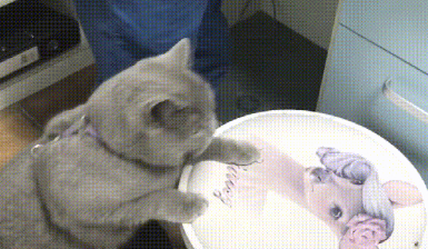 猫咪太胖跳不上凳子，主人看了都着急，猫：终于上来了