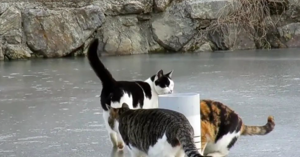 一人一猫跟河里的鱼杠上了，一个钓鱼一个捞鱼，结局差点把我笑岔气。