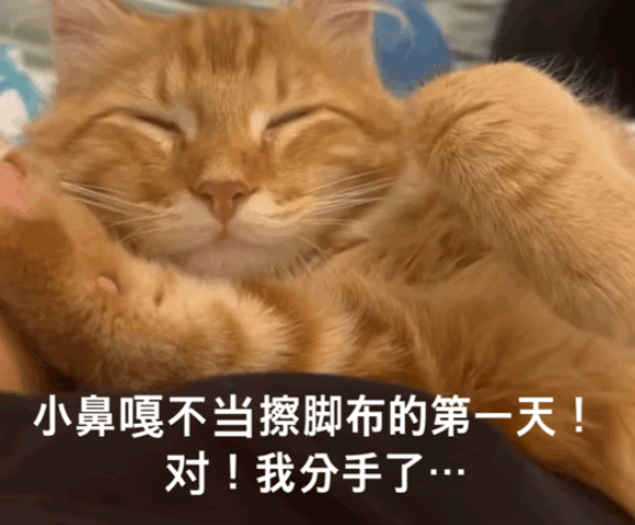 网友想翘班，用猫咪这样做，立马发高烧成功请假！猫：你是真的狗！