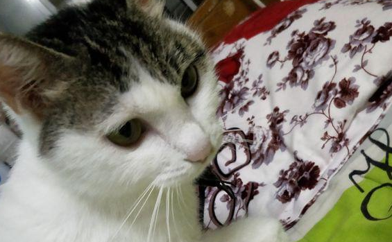 猫咪受惊咬人，被主人猛抽五分钟，致精神呆滞！