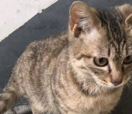 正宗的中华田园猫，野性难驯的狸花猫，比一般宠物猫高冷 