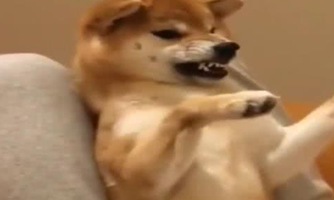 小柴犬做完绝育后，每天用手捂着裆部，表情把主人吓哭