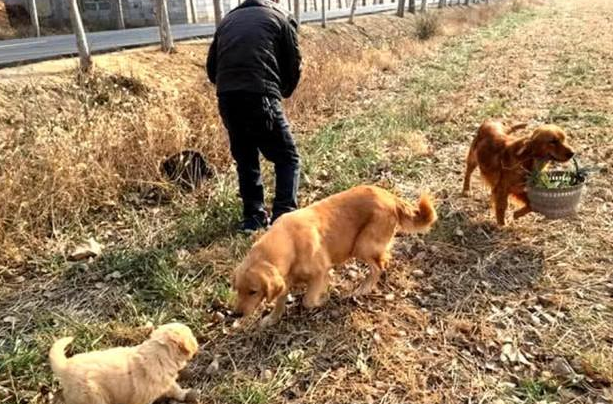 男主人要下地干农活，三只金毛自觉分配了任务，路人一看羡慕无比