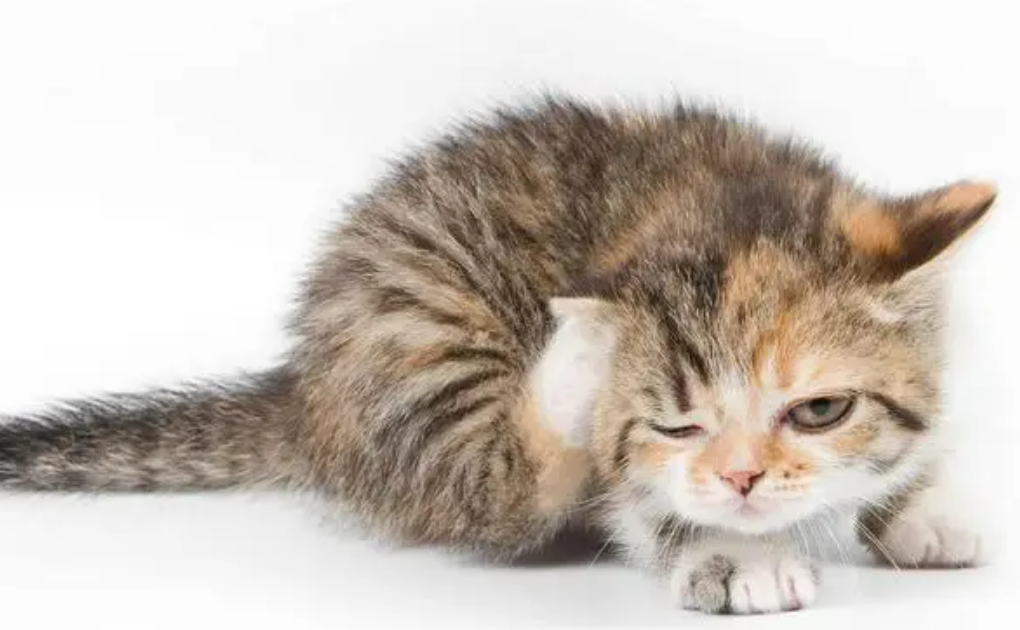 大学生虐猫被曝光后：虐猫群微博引流，有人竟称“最想虐婴”