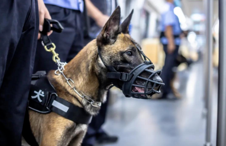 没想到哇，你竟是这样的警犬！