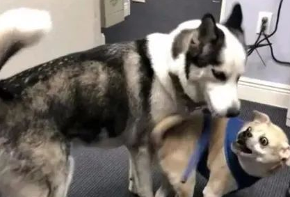 哈士奇当上警犬，可知道原因后，网友全笑疯了：居然是凭二上位的