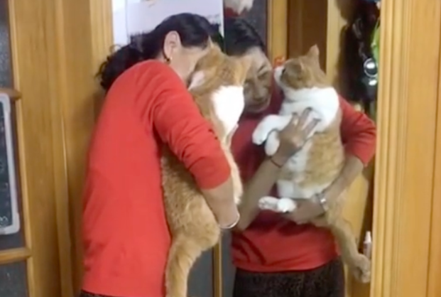 老妈攒两年猫毛给猫做被子，网友：亲生的都没这待遇…