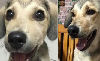 田园犬从小到大没变过，网友们羡慕到眼红：狗狗也冻龄了