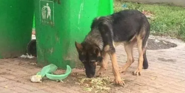 短短一个月时间“警犬被盗”两次，是谁之错